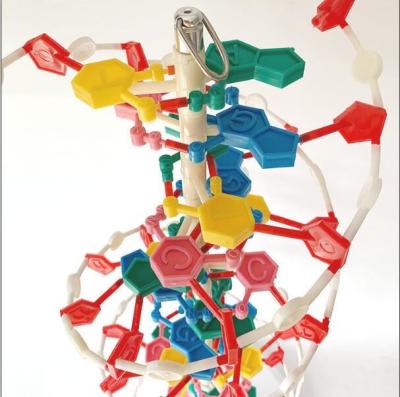 China Biological Educational Molecule DNA Structure Model for sale