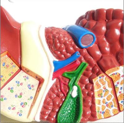 China Hepatic Liver Pathological Liver Anatomy 3d Model Easy Preserve Durable for sale