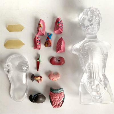 China 18cm Transparent Trunk Human Body Organs Model / 13 Parts Human Body Torso Model for sale