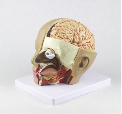 China Plastic Anatomy Skull Model / PVC Human Head Anatomy Model With Brain for sale