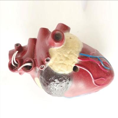 China Pathology Animal Anatomy Models / Dog Heart Model School Students Teaching for sale