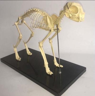 China Skeletal Natural Bone Animal Anatomy Models / Anatomical Cat Skeleton Model for sale