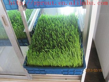 China China Hot Selling Automatic Cattle Barley Sprouting Machine for sale