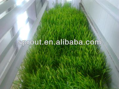 China Automatic Convenient Cattle Farm Forage Seedling / Germination System for sale