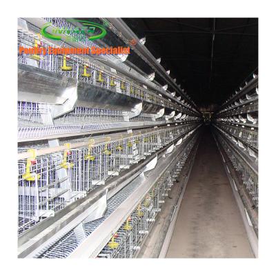 China Easy Install Broiler Chicks For Sale For Chicken House for sale