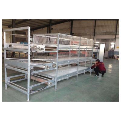 China Chicken Farm Day Old Chick Broilers For Poultry Equipment for sale