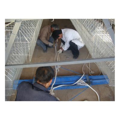 China INNAER Easily Assembled Automatic Chicken Manure Removal Machine For Chicken Farm 1 Line (Row) Cage for sale