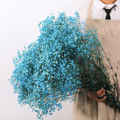 China Real forever preserved baby's breath wholesale price flowers gypsophila babysbreath for gift for sale