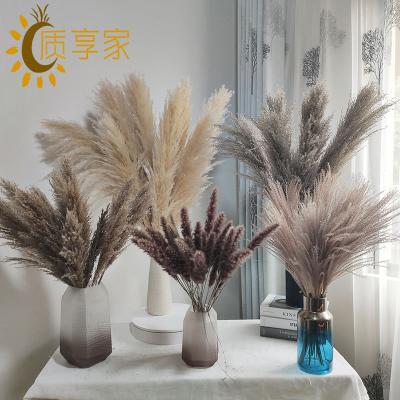 China Backdrop Wedding Home Decoration S-LW005 Large Natural Boho Pampas Grass Dry Extra Fluffy Beige Pampas For Flower Arrangements Wedding Decor for sale