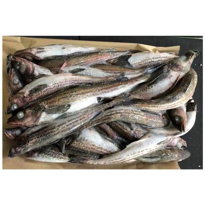 China Vitamins Good Quality Frozen Alaskan Yellow Whiting Fish Whole Round for sale