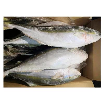 China IQF tail scad fish price vitamin frozen yellow mackerel seafood for sale for sale