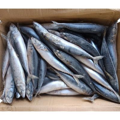 China Chinese origin 300/500g 400/600g cheap popular NATURE price frozen pacific mackerel for sale