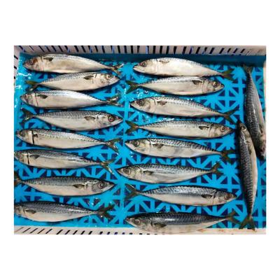 China NATURE Hot Sale IQF Frozen Pacific Mackerel Fish For Bait for sale