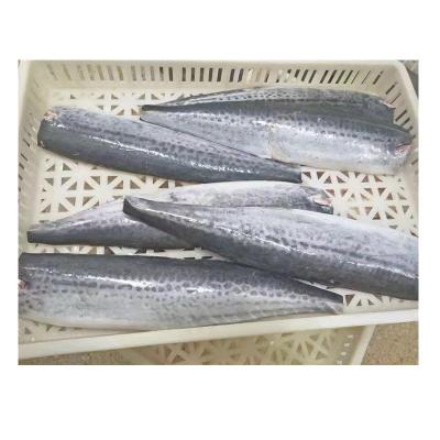 China Vitamin Wholesale Spanish Mackerel Frozen Fish Fillet for sale