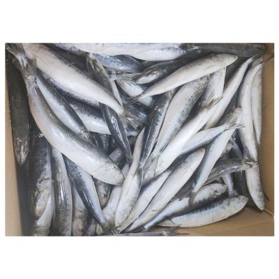 China NATURE Best Price Frozen Sardine IQF for Bait for sale