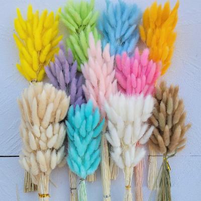 China Bunny tail grass Hot sell A Grade real natural hare dried flowers bunny tails grass dried lagurus ovatus for decoration for sale