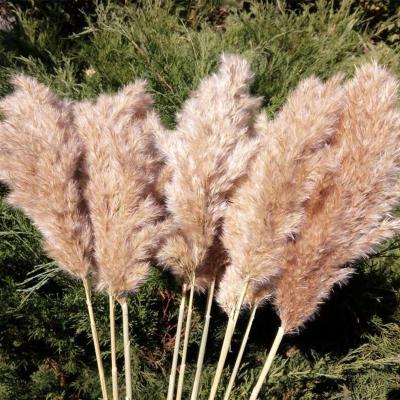 China Plant Wholesale Free Shipping Boho Wedding Home Decor Natural Dried Tall Fluffy Artificial Flower Reed Plume Luxuriant Pampas Grass for sale