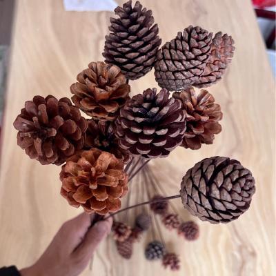 China Plant Wholesale Hot Seller Home Decoration Dried Pine Cones Shooting Props Natural Mini Dried Small Pine Cones for sale