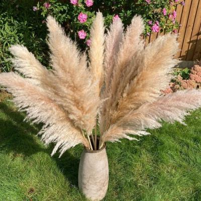 China Plant Wholesale Dried Nature Flowers Decor Plants Wedding Home Decoration Reed Artificial Flower Bouquet Faux Large beige Pampas Grass for sale