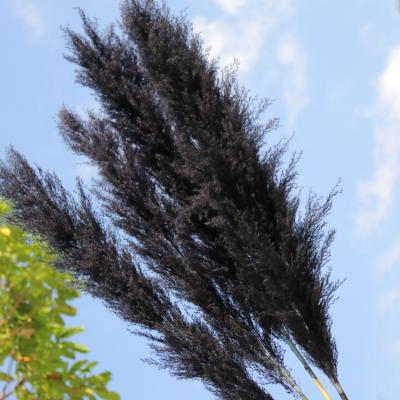 China Plant Hot Sale Home Decoration Natural Dried Flower Black Pampas Grass Dried Flower for sale