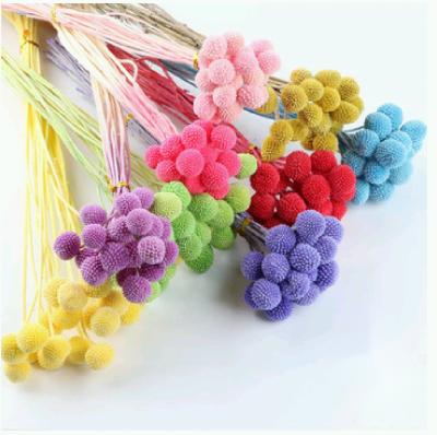 China Fashional Top Selling Dried Flower Preserved Billy Button Dried Gold Ball Eternal Craspedia for sale