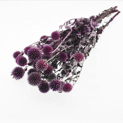 China Fashional Wedding Decor Eternal chinops planet flower natural dry blue sphaerocephalus bouquet dried flowers for sale