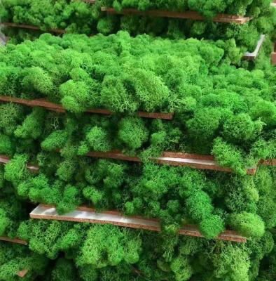 China Fashional Moss Wall Office Decor Green Wall Panels Reindeer Preserved Moss Panel For Indoors Green Wall for sale