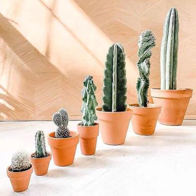 China Simple Wholesale Different Kinds Pot Cactus Plant Bonsai Home Office Office Decoration for sale