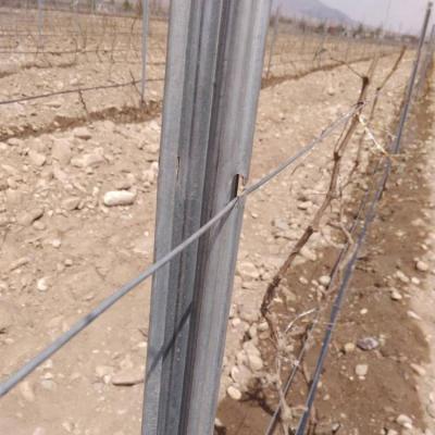 China Easily Assembled High Strangth Metal Vineyard Post/Grape Stake Post/Vineyard Trellis for sale