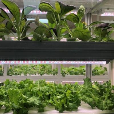 China Easy To Grow Customizable Indoor Hydroponic Growing System Equipment for sale