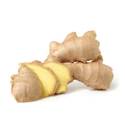 China Shandong Fresh Wholesale New Common Clutivation Fresh Ginger for sale