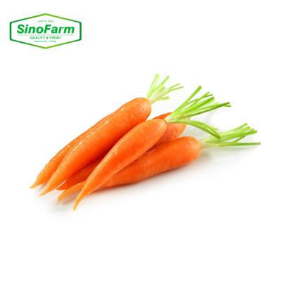 China 2021 new Chinese cultured fresh vegetable baby carrot Chinese red carrots for sale for sale