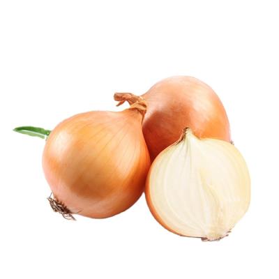 China Fresh cheap fresh onion vegetable with good quality for sale for sale