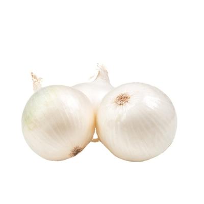 China Fresh Fresh White Onion Price Cheap Export For Kuwait Market for sale