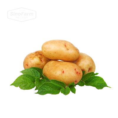 China Chinese factory fresh new potato seed price fresh cultivation for sale