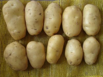 China Holland fresh fresh potato plant from china for sale