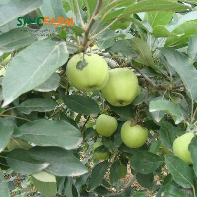 China Fresh Apple Export Price Of New Fresh Fruit Importers for sale