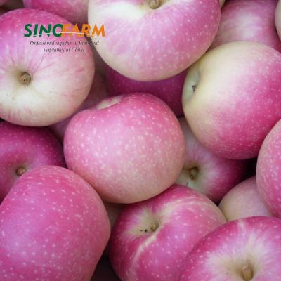 China New Type Wholesale Fresh Delicious Fresh Apple Delicious Export Fruit Market Price for sale