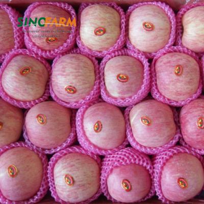 China Shandong Apple Export Fruit Fruit Farm Fresh Fuji Apple for sale