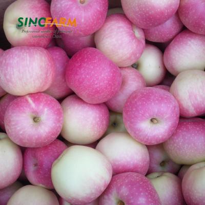 China New Fresh Gala Apple Roya Red Apple Crop For Importer Buyer for sale