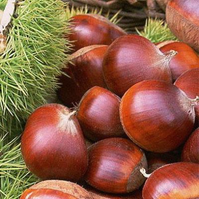 China New Fresh Cultivation Of Chestnuts Fresh Price Per Kg Edible Chestnuts For Sale From Chinese Raw Chestnut Factory for sale