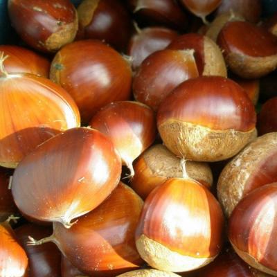 China Good quality fresh Taian chestnut fresh price per kilogram peeled import chestnuts from china chestnuts for sale