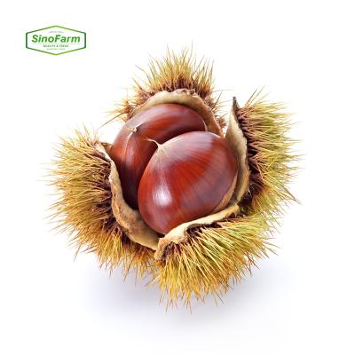 China New Fresh Roasted Chestnut Price Per Kilogram Fresh Cultivation For Sale From Chinese Fresh Chestnut Factory for sale