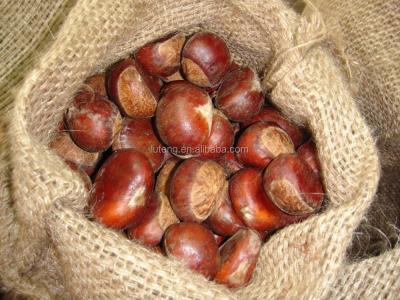 China 2021 fresh new chestnut fresh price crop per kilogram packing in socket from china chestnuts factory for sale