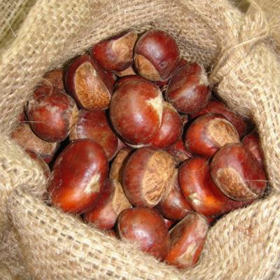 China New fresh cultivation of sweet chestnut fresh fresh price per kilogram for sale from chinese chestnuts factory for sale