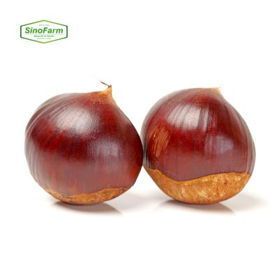 China New Fresh Cultivation Of Raw Chestnut Chestnuts Fresh Price Per Kilogram For Sale From Chestnut Factory for sale