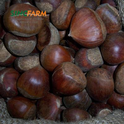 China Fresh Peeled Sweet Sweet Taste Chestnut Exporting To Azerbaijan From Factory Directly for sale