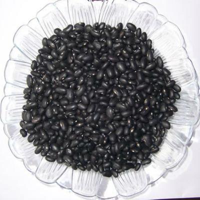 China Chinese Factory New Dried White Bean Black Beans Cultivation for sale