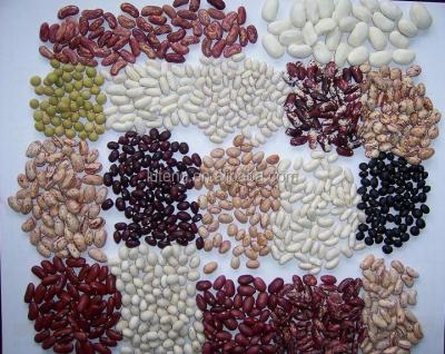 China Large Dry White Kidney Bean Wholesales Price for sale