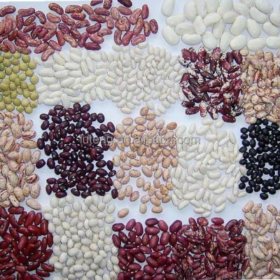 China Factory supply dry kinds of white kidney beans from China with cheap price for sale